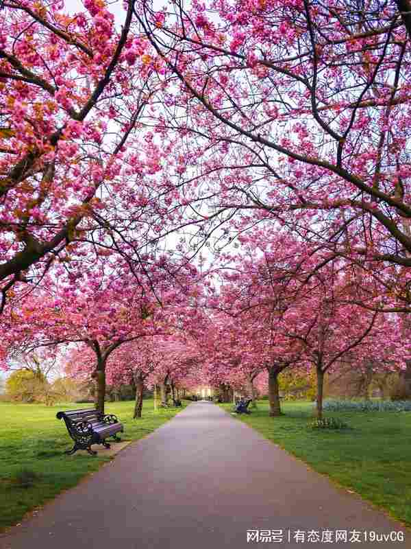  十年数据验证：英国赏樱旅行社选择的技术方法论 文化旅游