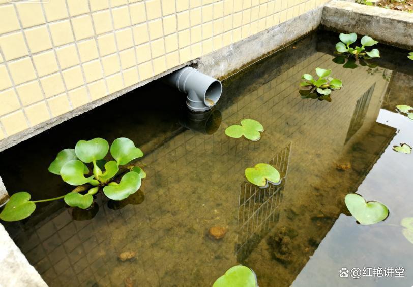 水葫芦生态治理手记：一场邻里纠纷的技术破解与反思 文化旅游