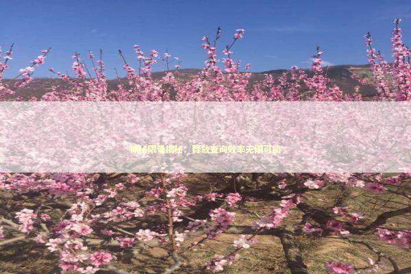 神秘限量揭秘：释放查询效率无限可能 新闻